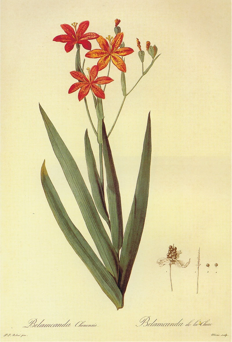 Belamcanda chinensis